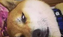 柴犬男星爆料视频大全,娱乐圈幕后故事全收录